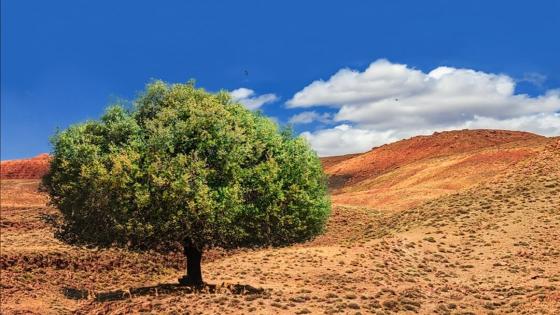 خبراء مغاربة وإيطاليين ينظمون ندوة دولية حول موضوع: شجرة الأرگان، الاستدامة البيئية، الاجتماعية والاقتصادية